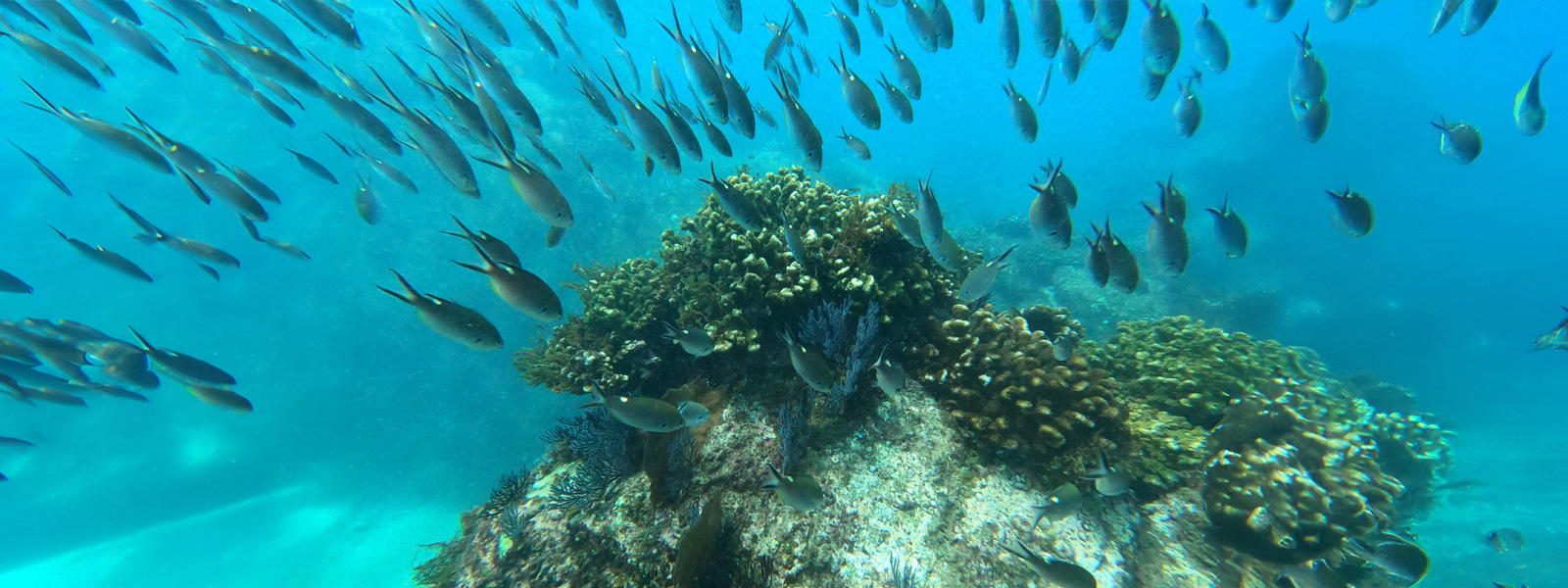 admire Cabo's marine life 