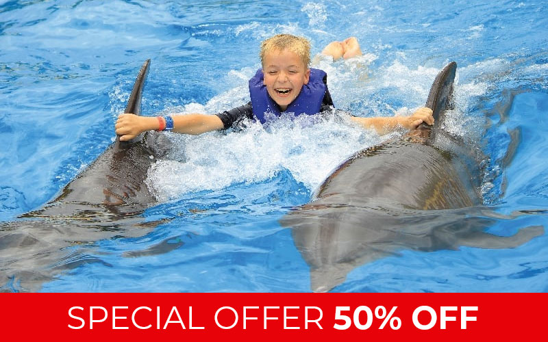 Dolphin Adventures - All-New Live Bottlenose Dolphin Show