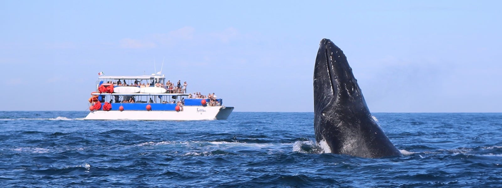 Go whale watching in Puerto Vallarta on a comfortable boat