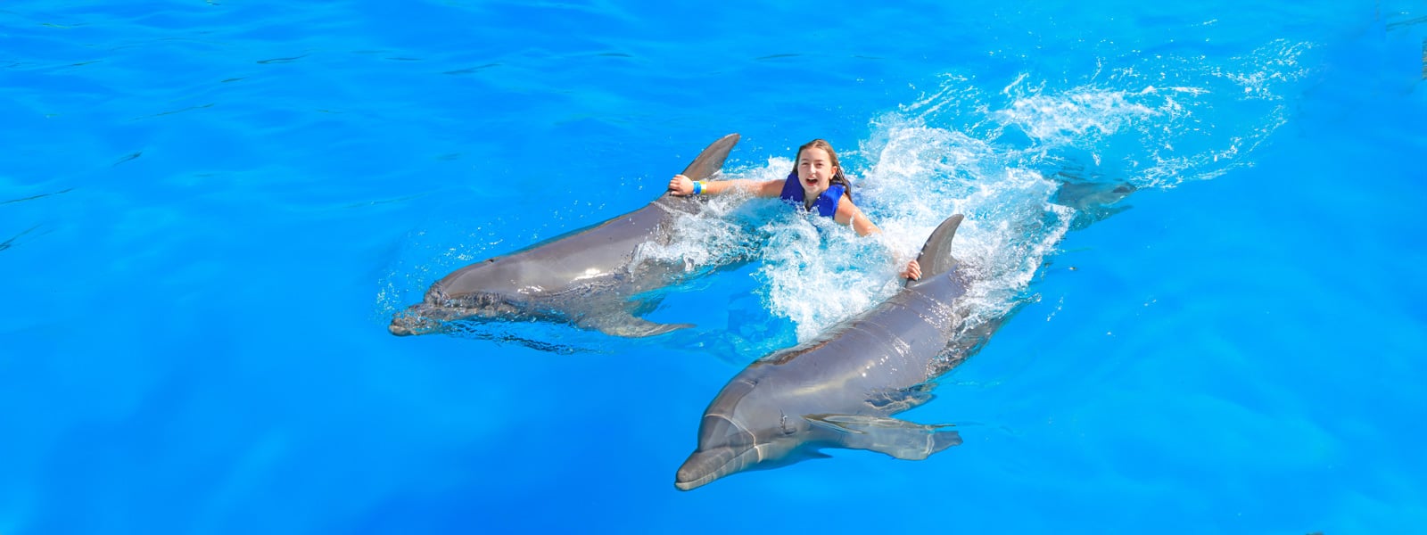 woman swimming with dolphins