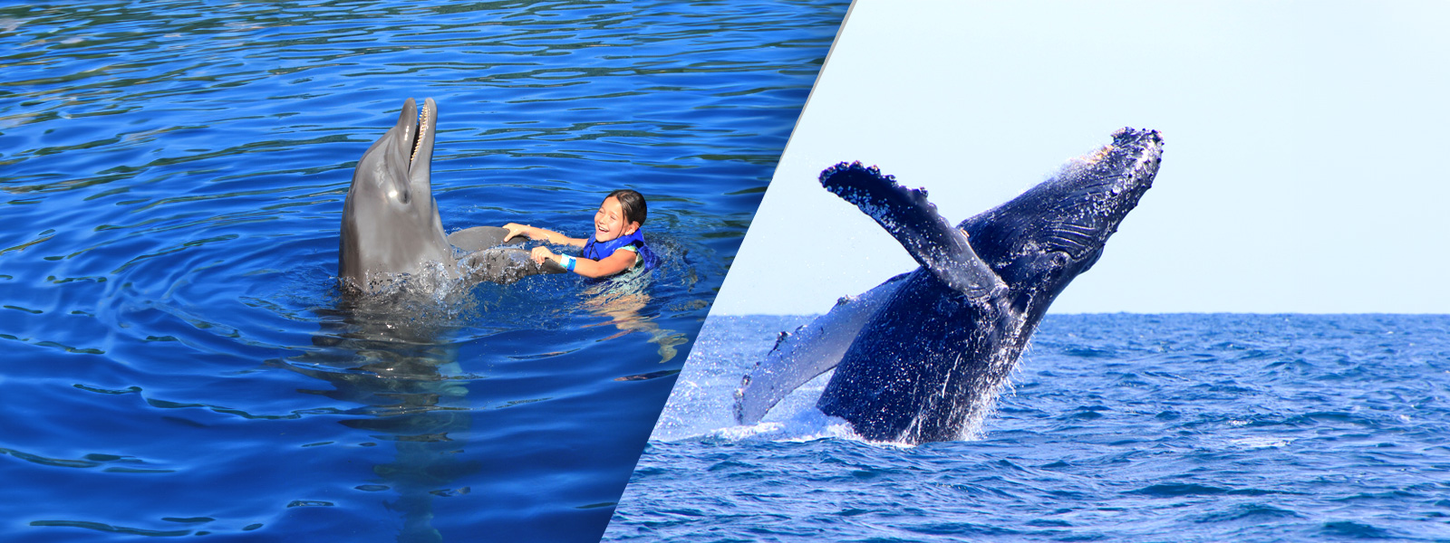 Combo Whale Watching in Puerto Vallarta and swimming with dolphins