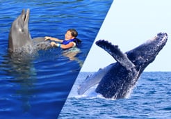 Combo Whale Watching in Puerto Vallarta and swimming with dolphins