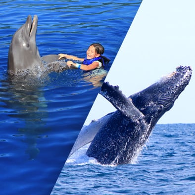 Combo Whale Watching in Puerto Vallarta and swimming with dolphins