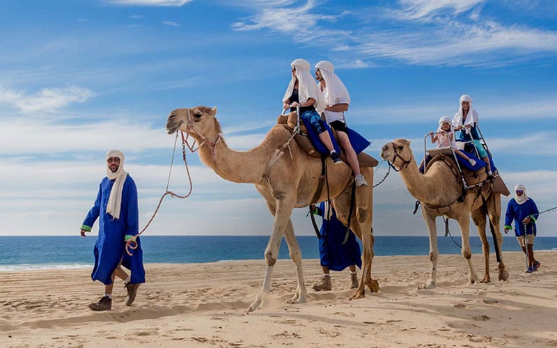 Camel Ride in Cabo|
