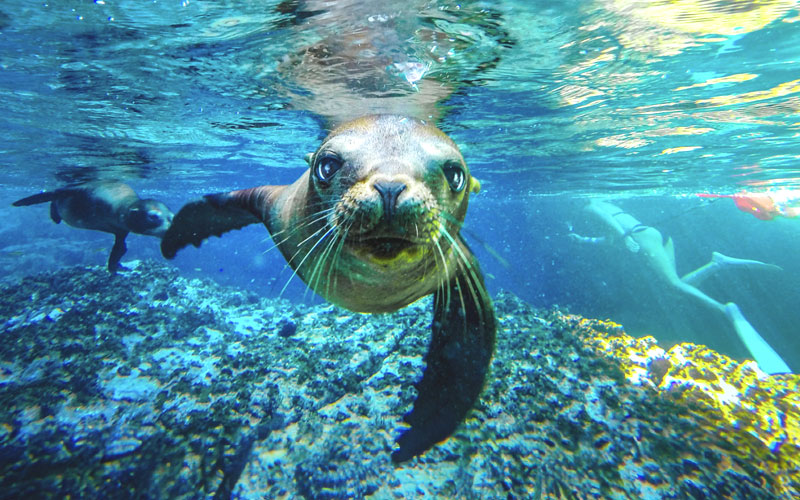 snorkel with sea lions in the sea of cortes|