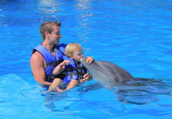 family swim with dolphins vallarta