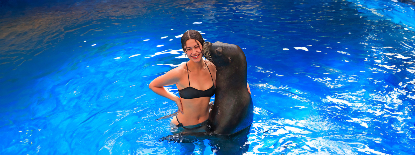 puerto vallarta sea lion encounter