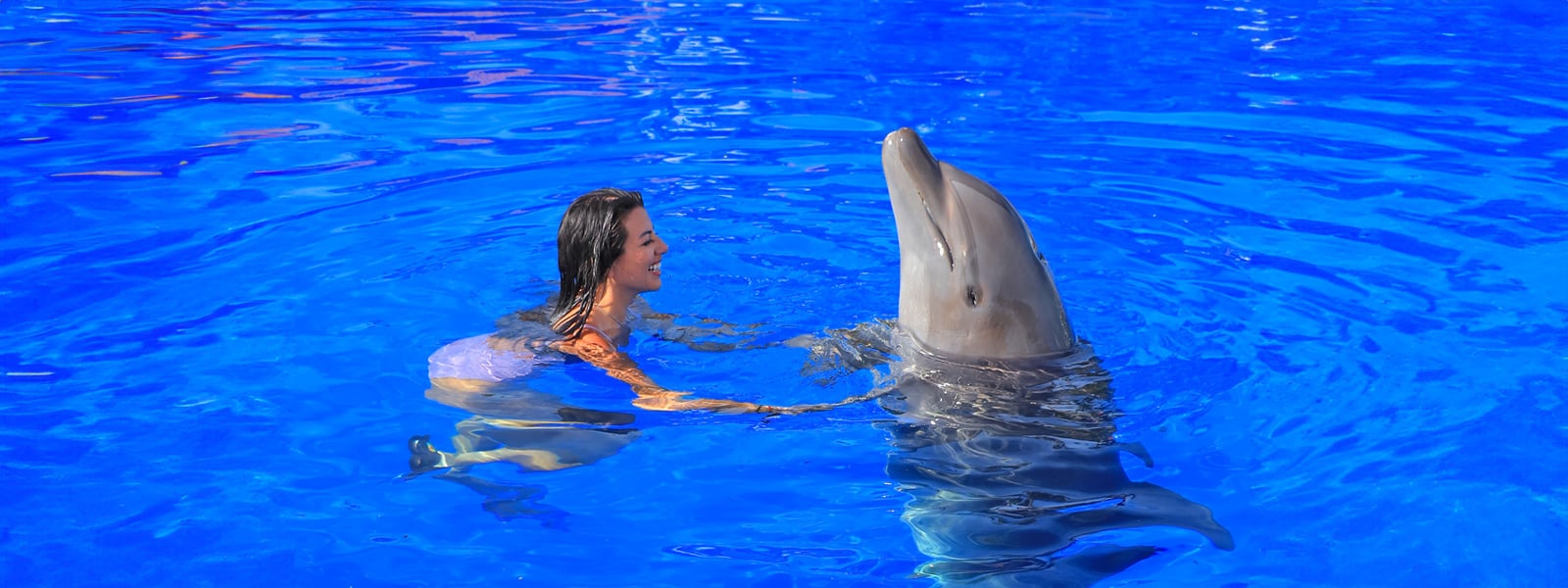 play with dolphins in puerto vallarta
