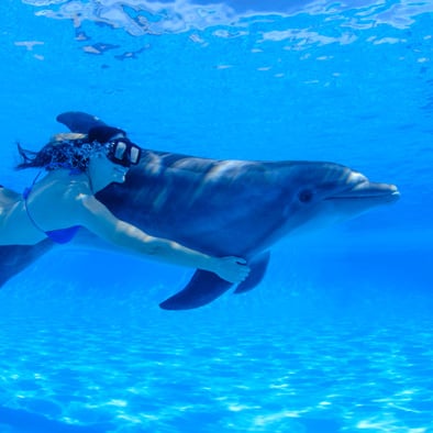 underwater swim with dolphins in vallarta