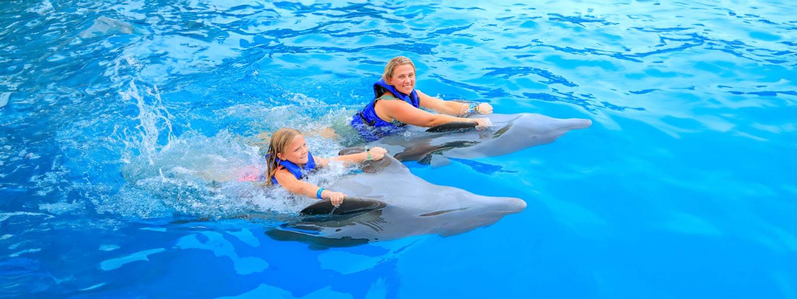 vallarta swim with dolphins