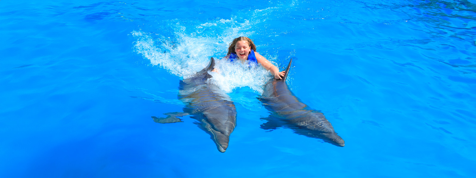 puerto vallarta dolphin swim