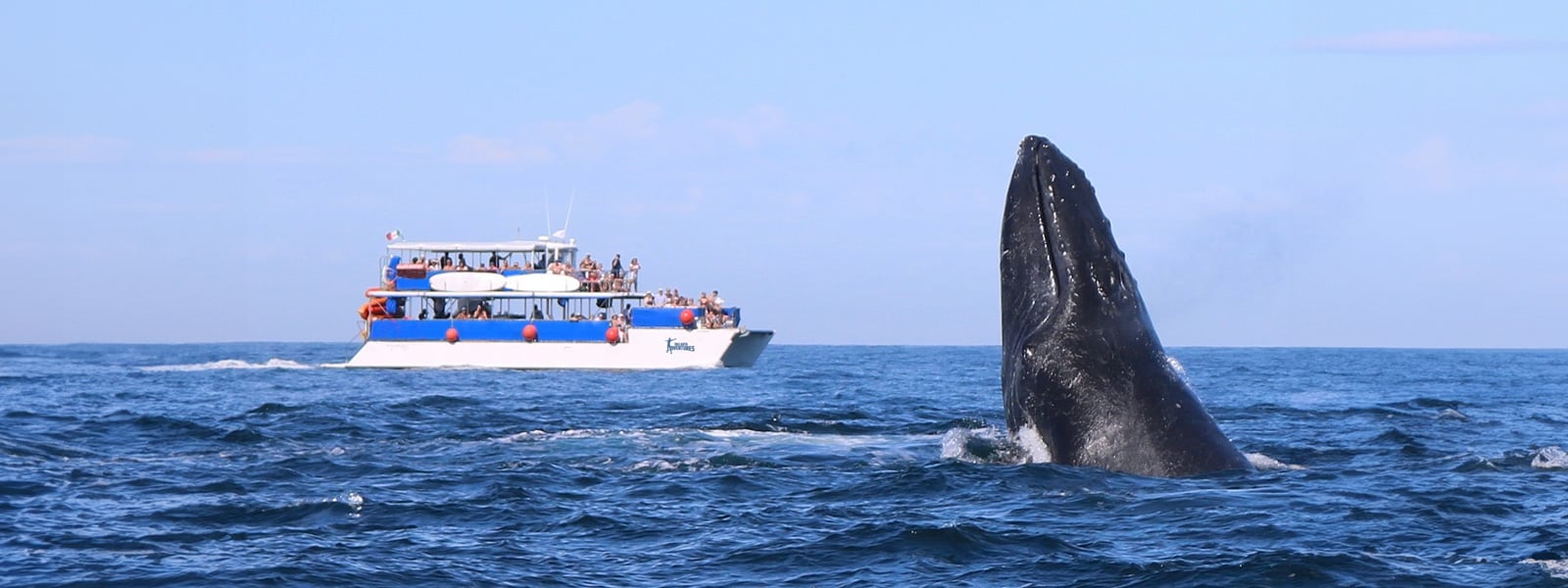 puerto vallarta whale watching boat