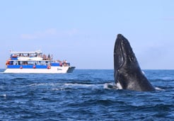 puerto vallarta boat whale watching