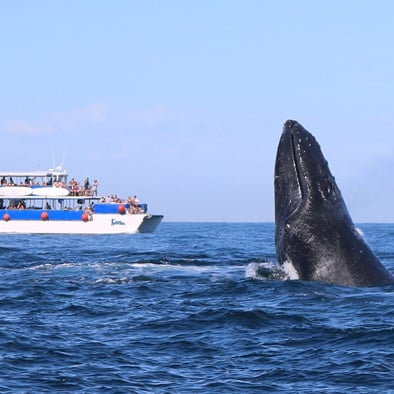 puerto vallarta boat whale watching