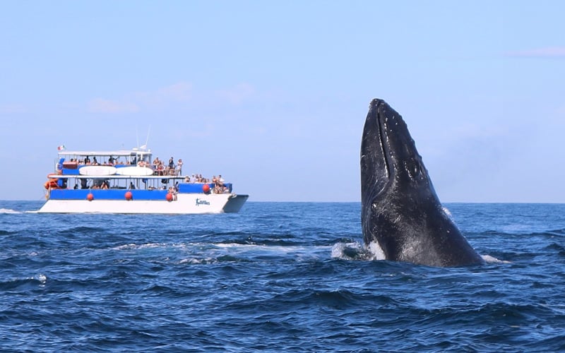 puerto vallarta boat whale watching|