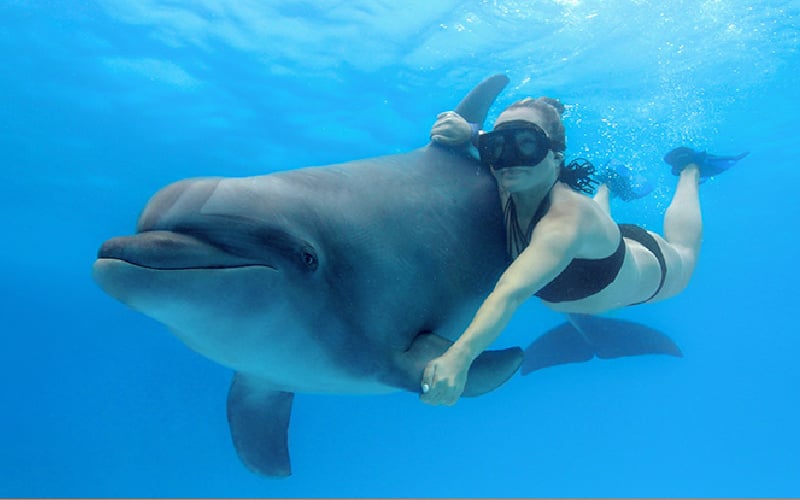 Nado con Delfines en Cabo con Cabo Adventures 1|