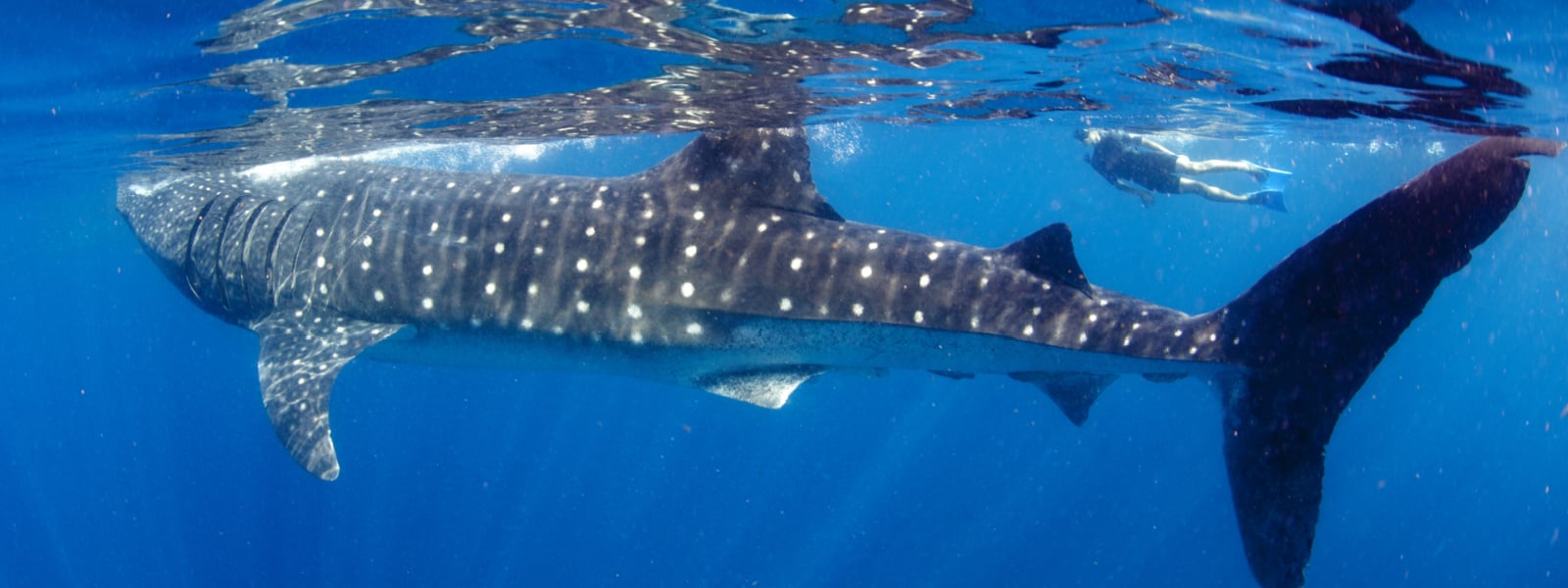  Swim beside a whale shark with Cabo Adventures