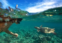 swim with sea turtles cancun