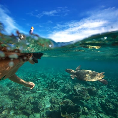 swim with sea turtles cancun