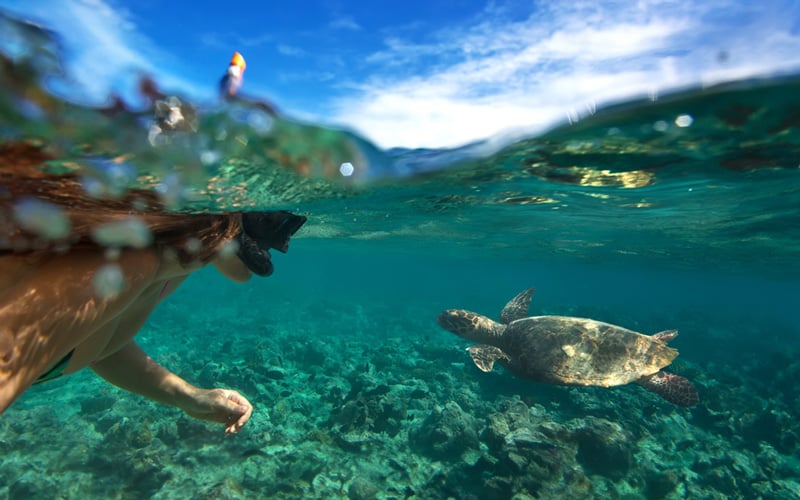 swim with sea turtles cancun|