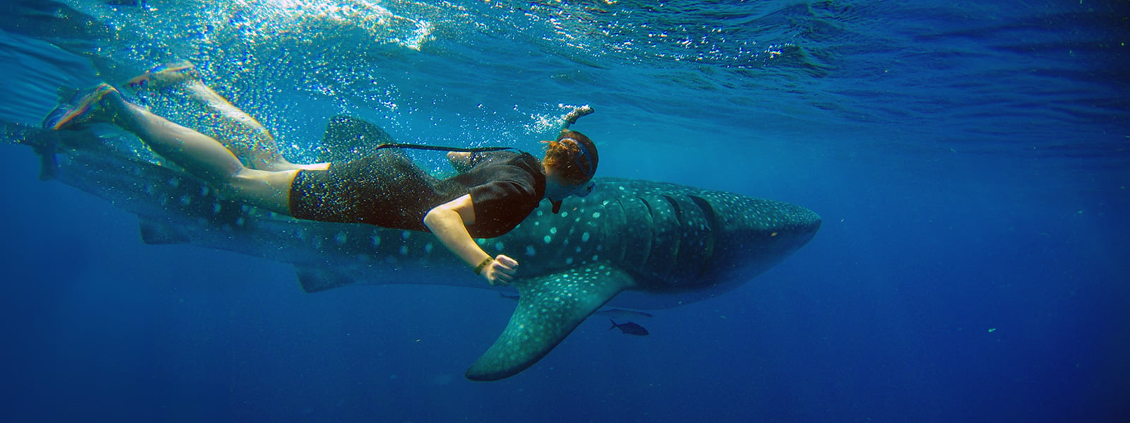 Snorkeling with whale sharks in Cabo
