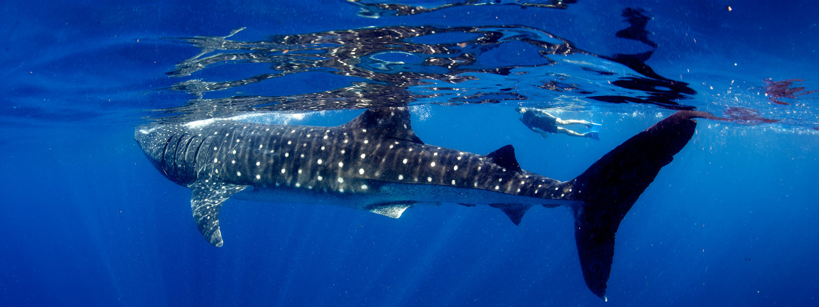  Swim beside a whale shark with Cabo Adventures