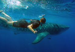 swim with whale sharks in cabo
