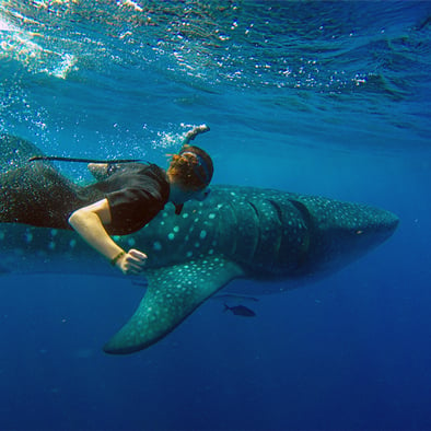 Cabo whale shark