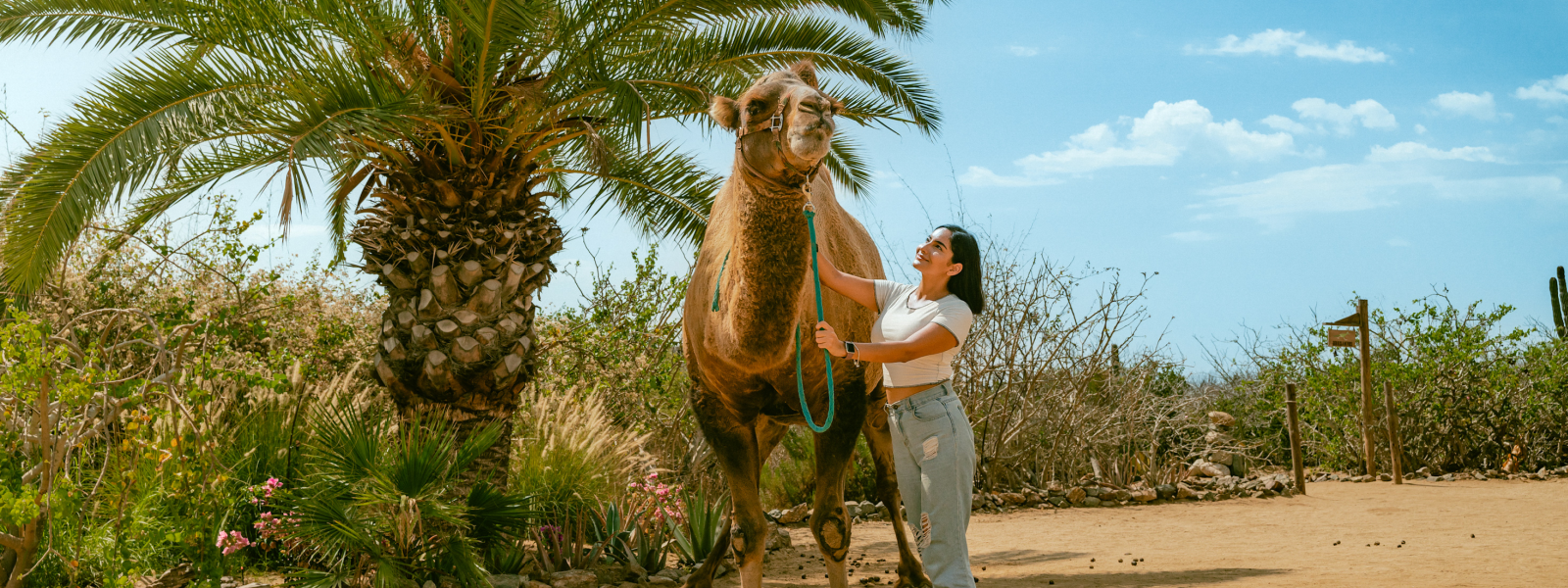 Camel kiss at Tierra Sagrada by Cabo Adventures