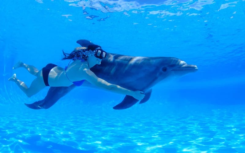 Nado Submarino con Delfines en Vallarta con Vallarta Adventures 1|