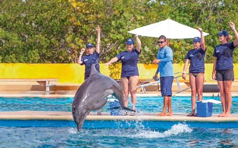 Entrenador de delfines por un día con Vallarta Adventures 2|