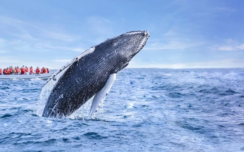 Humpback Whales in Cabo|