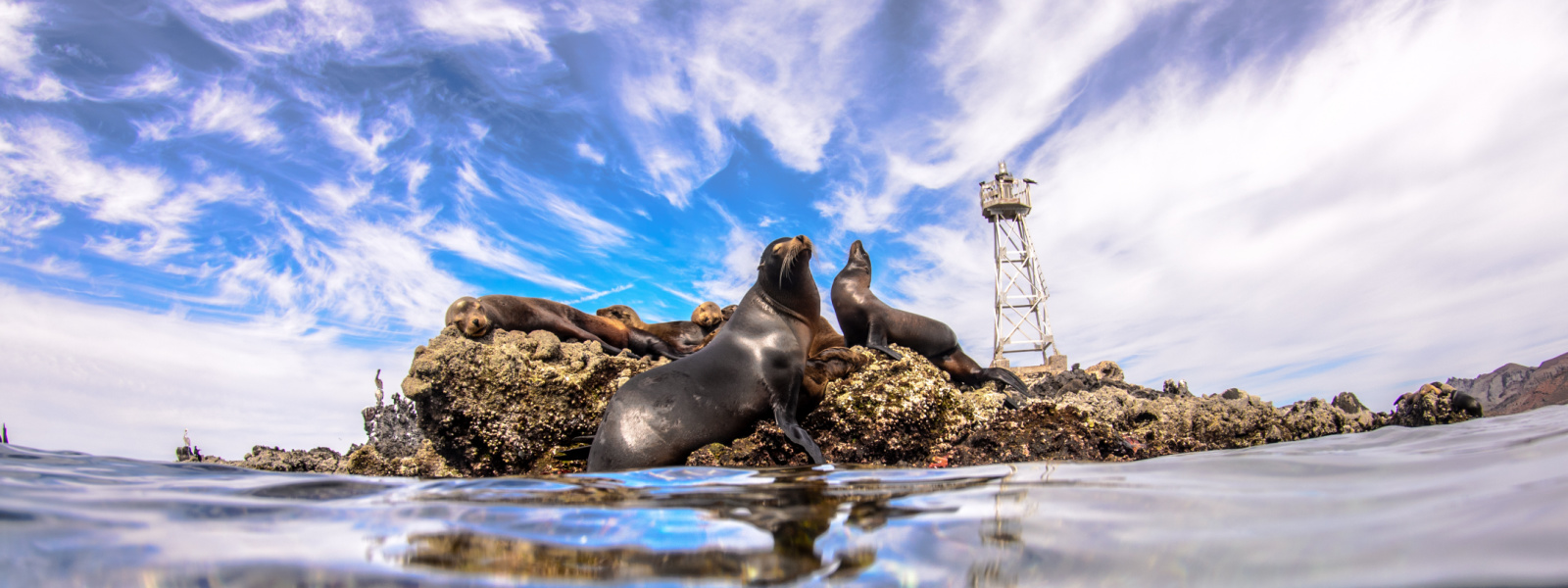 Sea lions La Paz