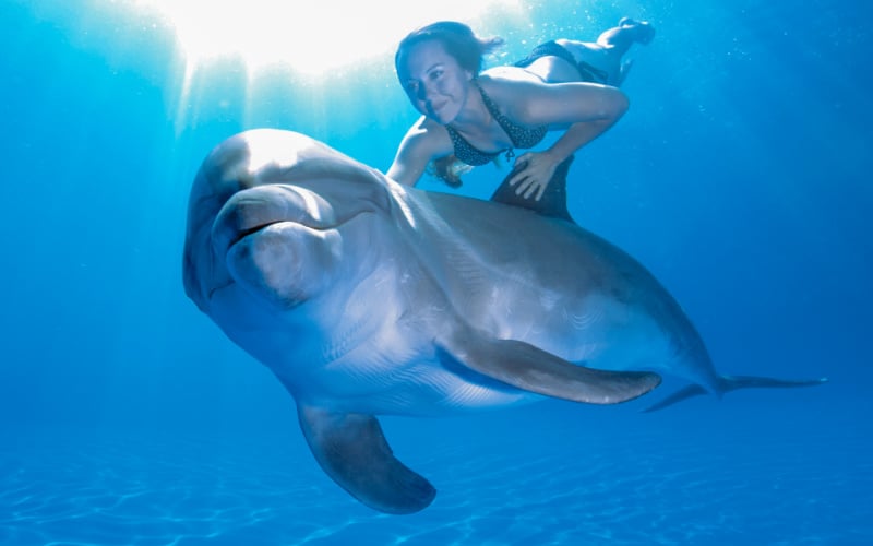 Dolphin Signature swim in Cabo|Dolphin Signature swim in Cabo