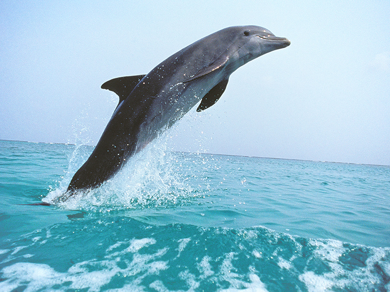 animals in vallarta