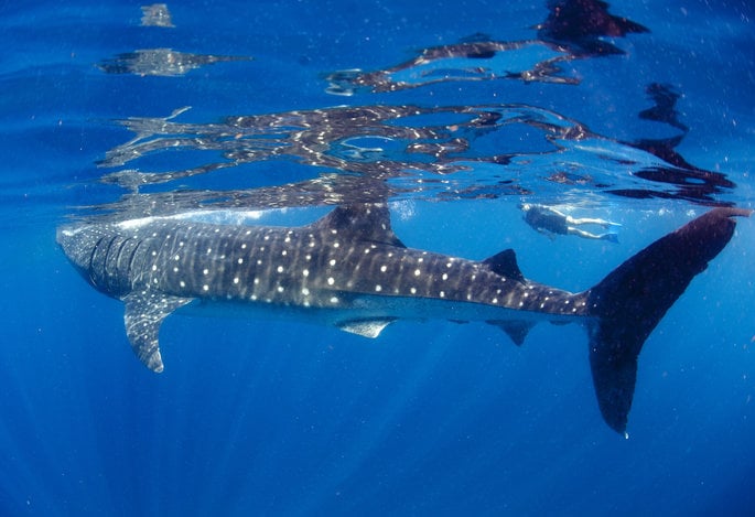 Encounter whale sharks in Cabo with Cabo Adventures