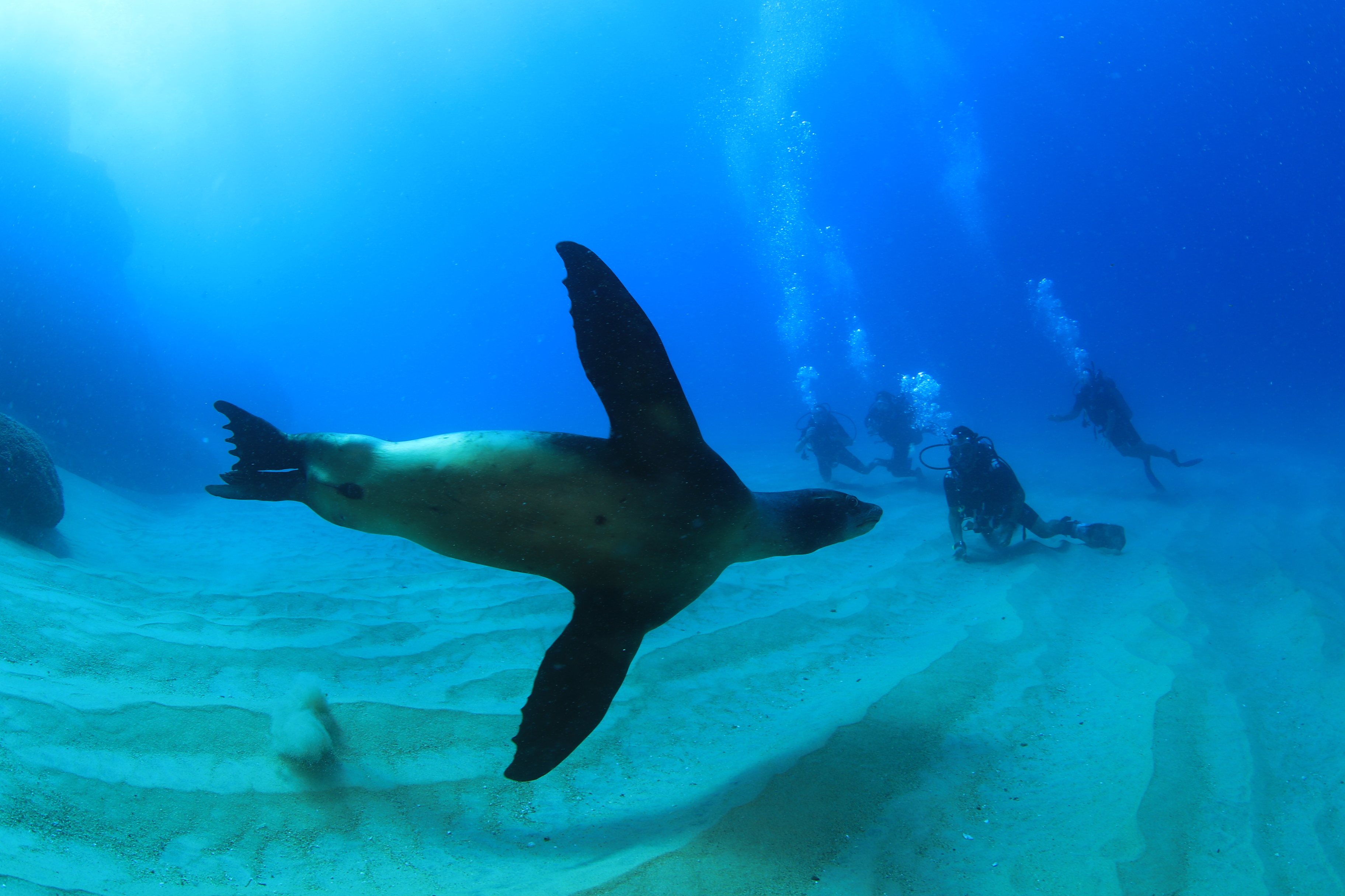 4 scuba divers in cabo watching a sea lion underwater