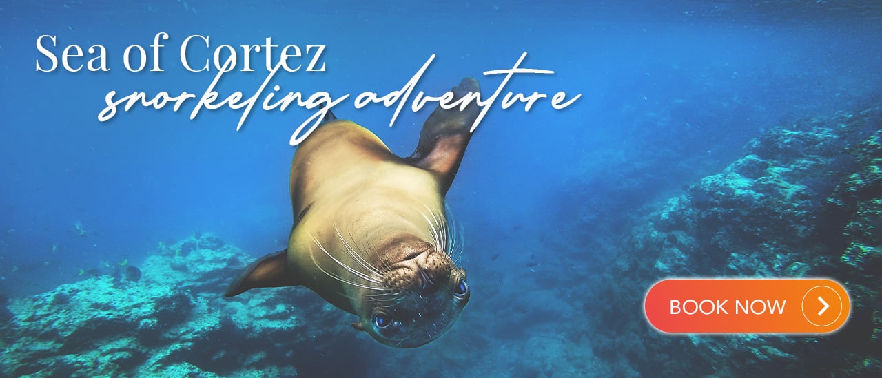 Sea of Cortez Snorkeling Adventure | Cabo Adventures