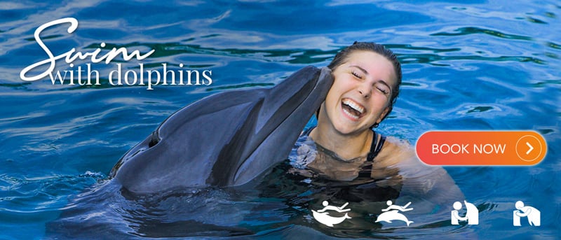 Book a swim with dolphins in Puerto Vallarta