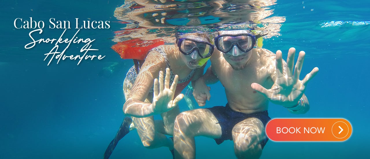 Snorkeling Adventure | Cabo Adventures
