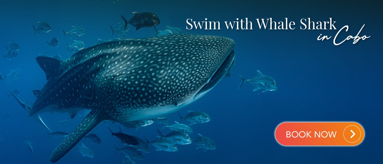 Swim with Whale Shark | Cabo Adventures