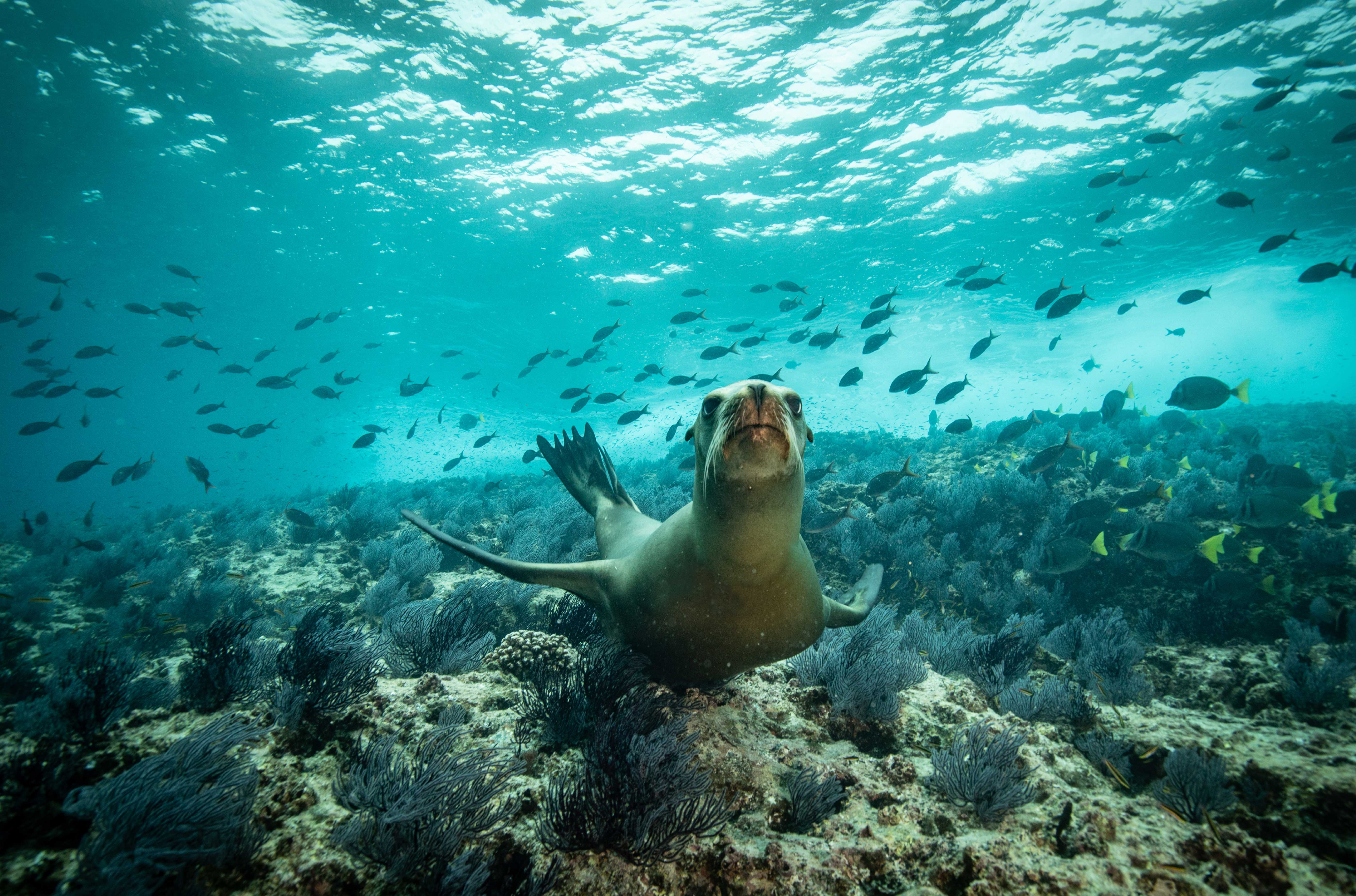 Sea Lion Encounter | Cabo Adventures