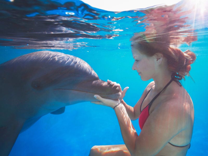 Dolphin Signature | Cabo Adventures