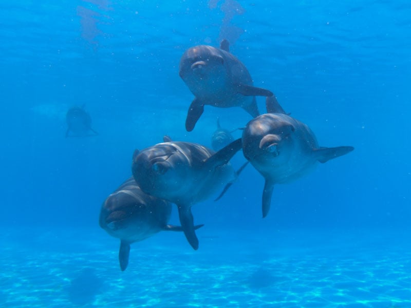 Dolphin Premium | Cabo Adventures