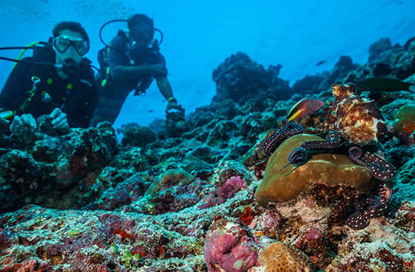 Dive Deep in Pacific for a Chance to Spot and Octopus