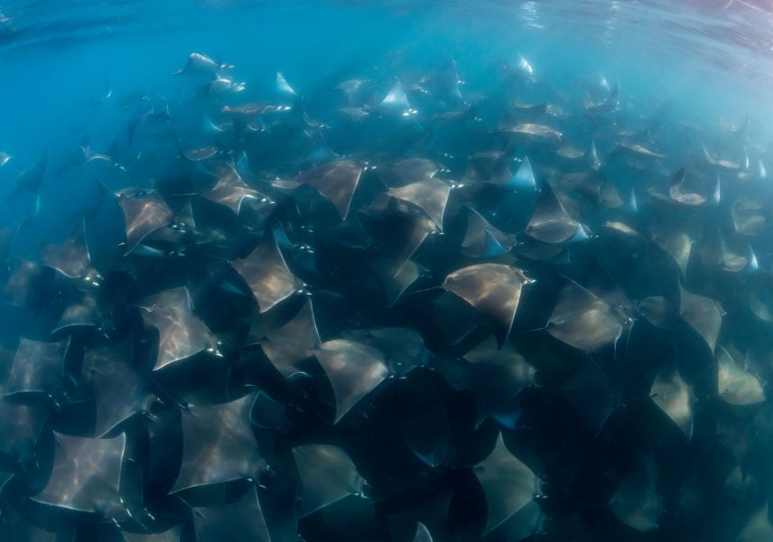 School of manta rays