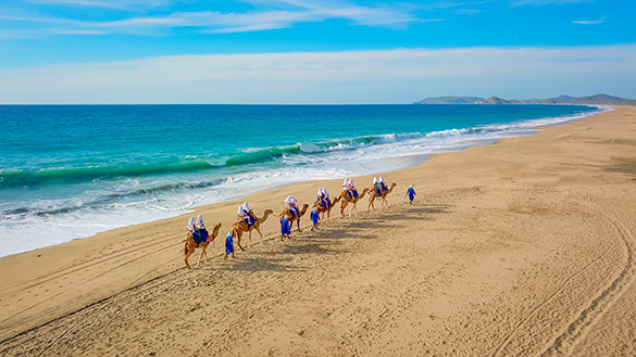 Visitors camel riding on the beach during a small group tour in Cabo