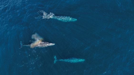 Grey whales definitely go the distance during their lifetimes