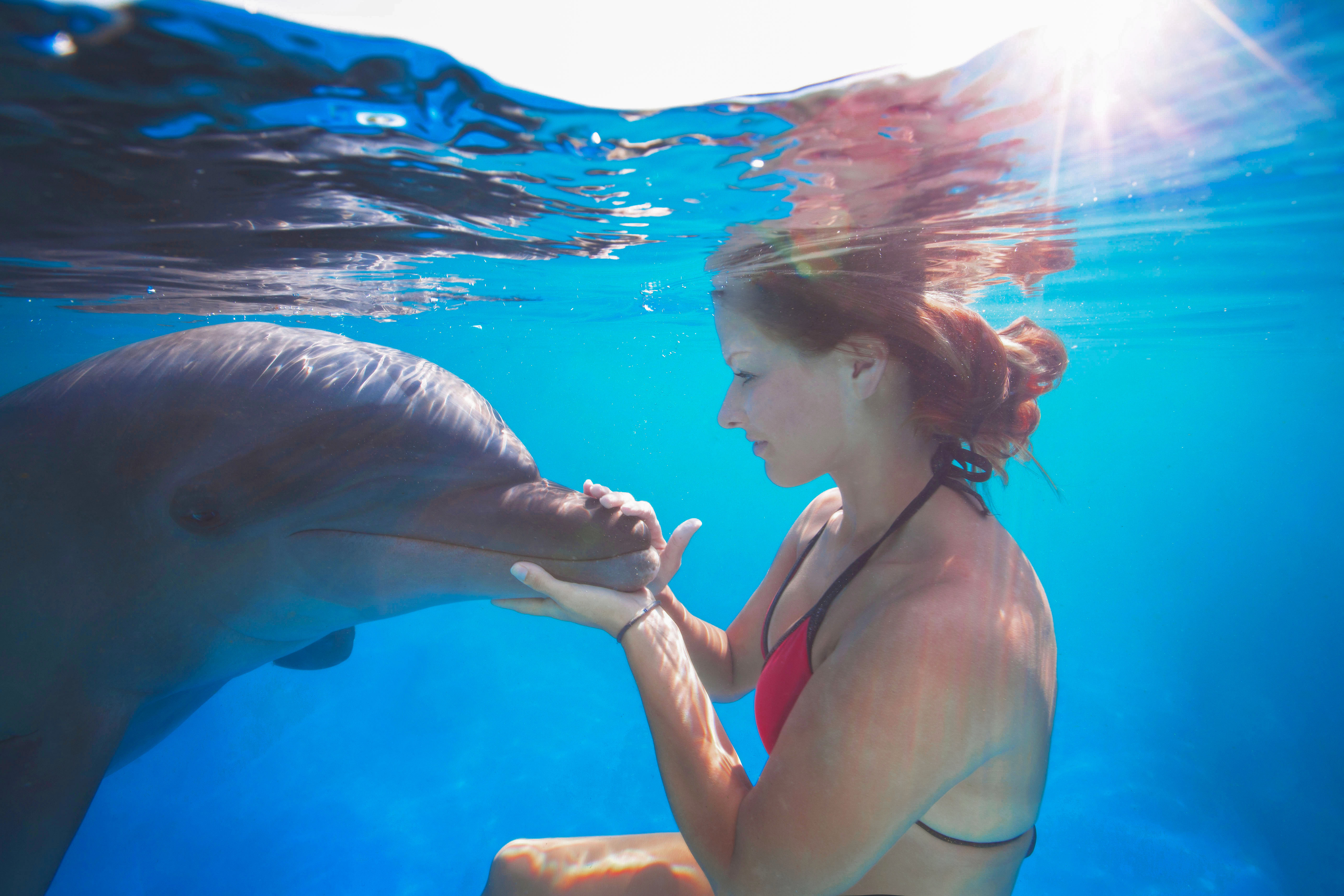 Interacción con delfines/Vallarta Adventures