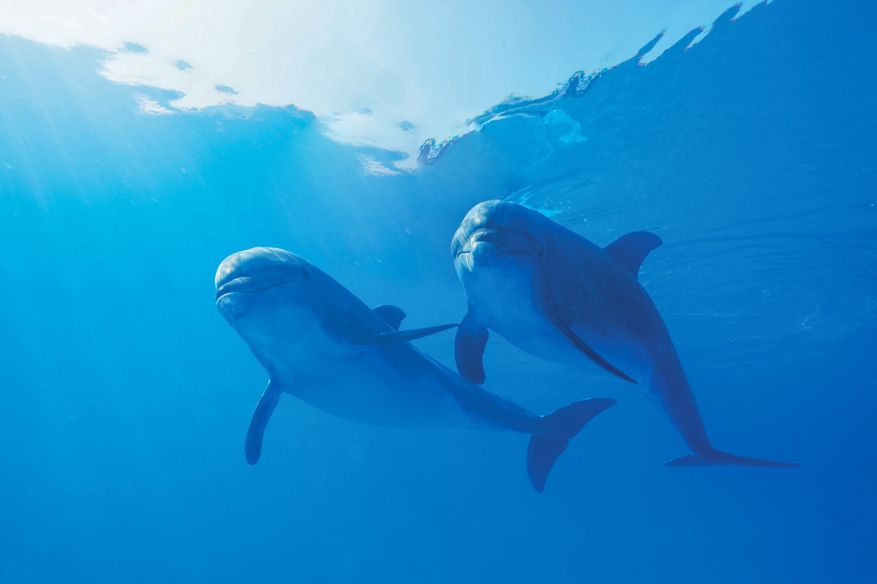 How Do Dolphins Communicate? Can Humans Speak Dolphin? | Vallarta Adventures